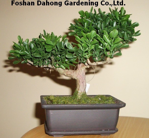 Carmona Microphylla Bonsai